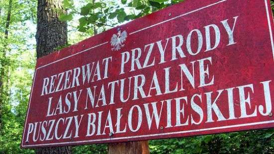 Польша прекратила вырубку в Беловежской пуще