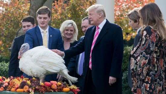 Трамп впервые помиловал индеек перед Днем благодарения