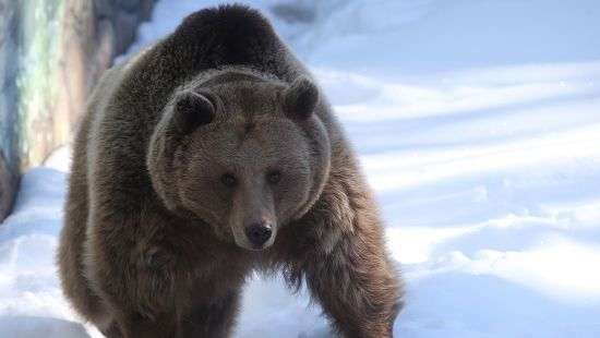 В России медведь стащил у охотника два ружья