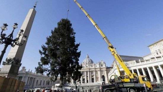 В Ватикан доставили рождественскую ель из Польши