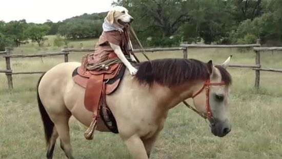 Техасская собака стала лихой наездницей - ВИДЕО