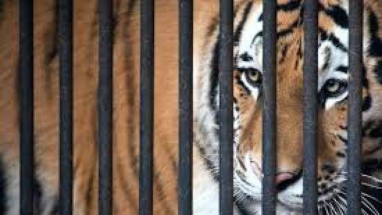 В Китае сбежавший из клетки тигр напал на людей