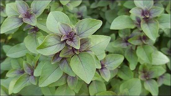 Медики обнаружили универсальное лекарственное средство