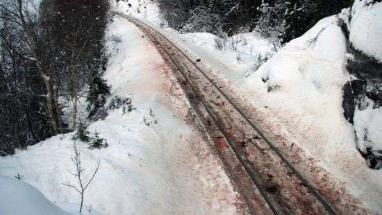 В Норвегии грузовые поезда за 3 дня задавили 106 северных оленей (ФОТО)