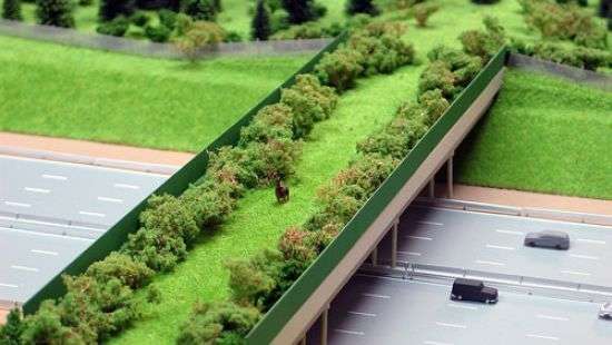 На украинских дорогах появятся переходы для зверей