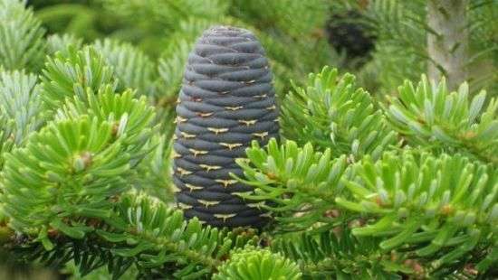 Найдено растение, которое омолаживает организм