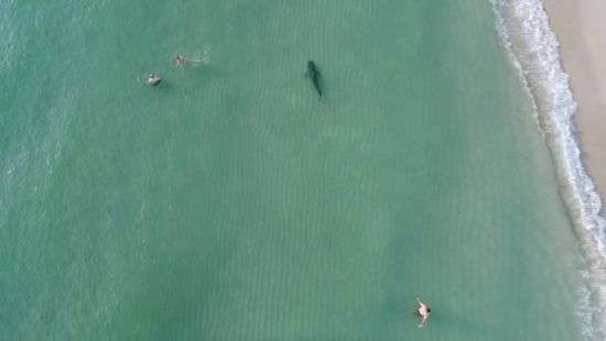 В Майами тигровая акула плавала вместе с ничего не подозревающими людьми (ВИДЕО)