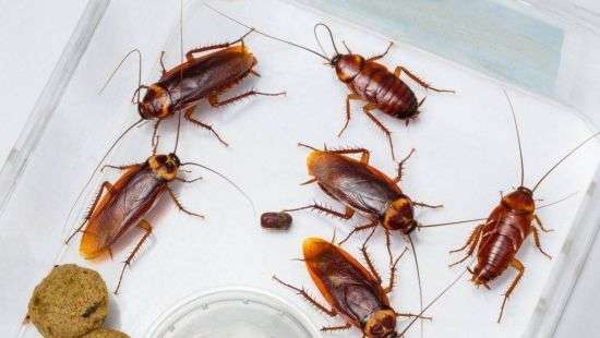 В Китае пассажиры пытались пронести на борт самолета 200 тараканов