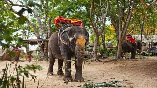 В Таиланде слон затоптал насмерть немецкого туриста