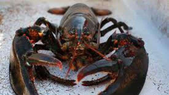 В Канаде рыбаки выловили лобстера с логотипом Pepsi на клешне (ФОТО)