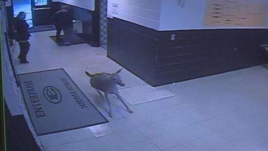 Отбился от Санта-Клауса: в США в школу ворвался олень - ВИДЕО