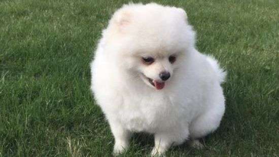 Борзыми щенками: следователю Нацполиции подарили щенка за 160 тыс. грн.