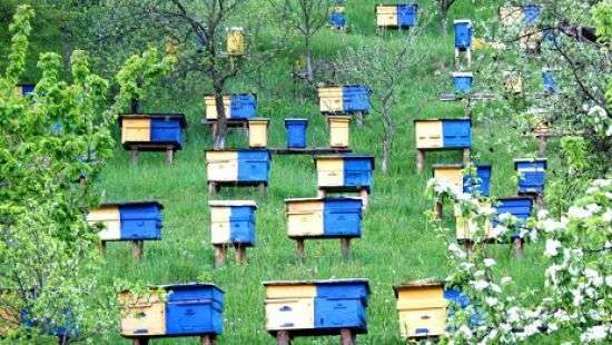 В Украине создадут единый реестр пчеловодов