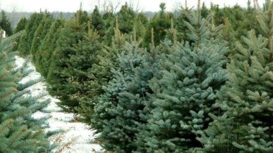 В Украине планируют продать полмиллиона живых новогодних елок