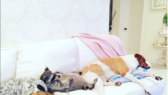 Дружба енота и собак завоевала сердца миллионов пользователей интернета (ФОТО/ВИДЕО)