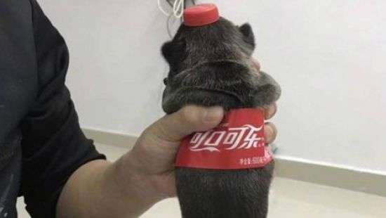 В сетях набирает популярность флешмоб: превращение питомцев в напитки (ФОТО)