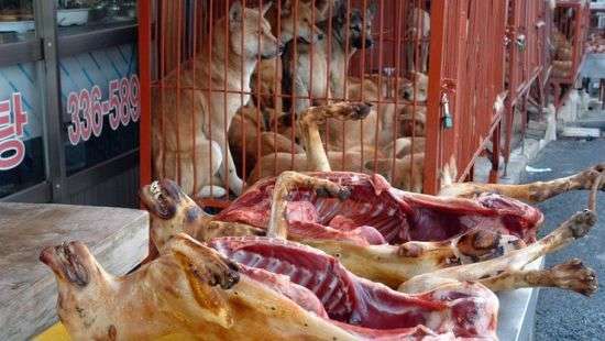 В Южной Корее спасли от съедения более 170 собак