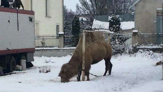В Тернопольской области передвижной цирк бросил верблюда