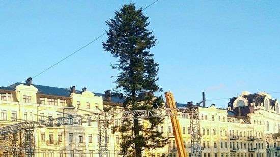 Главная елка страны пока ехала из Прикарпатья стала лысой (ФОТО)