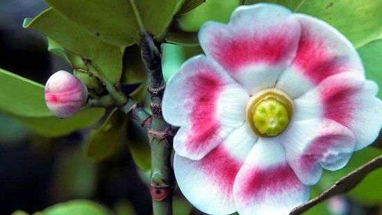 Ученые сделают новое лекарство из орхидей