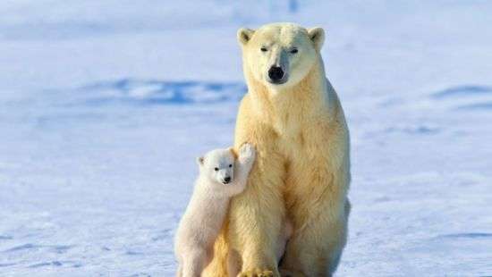 В Берлине смотрители зоопарка засняли появление на свет белого медведя (ВИДЕО)