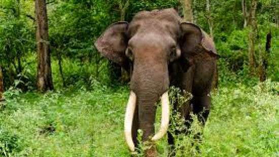 В Китае дикий слон атаковал туристический автобус (ВИДЕО)