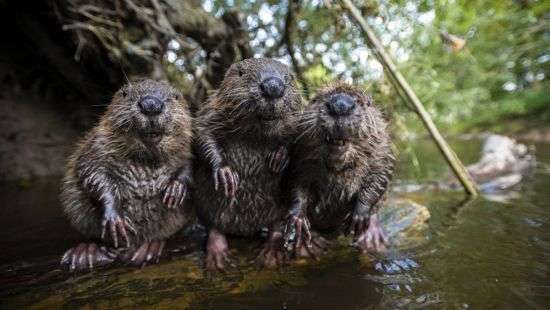 «Виновата бюрократия»: в Дании мужчина проиграл суд против бобров