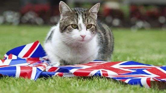 В Великобритании гарантировали животным права после Brexit
