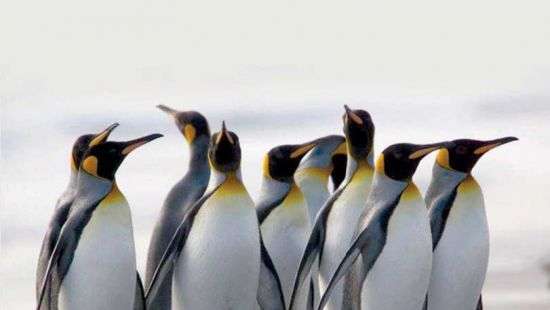 В Новой Зеландии нашли останки древнего пингвина ростом с человека