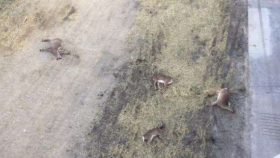 В США засняли самоубийство оленей, которые прыгали с моста (ВИДЕО)