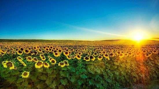 В Украине стало прибыльным выращивание подсолнечника, - эксперт