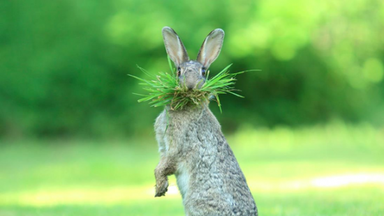 Comedy Wildlife Photography Awards выбрало самых смешных животных (ФОТО)