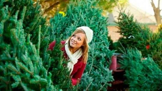 Выбираем новогоднюю елку, что нужно знать при покупке (ИНФОГРАФИКА)