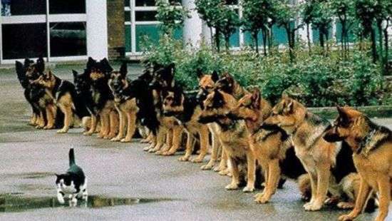 В США кот тренирует собак-поводырей (ВИДЕО)