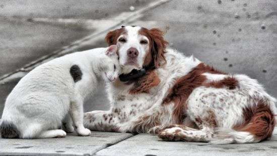 В Киеве будут контролировать домашних, и регулировать численность бездомных животных