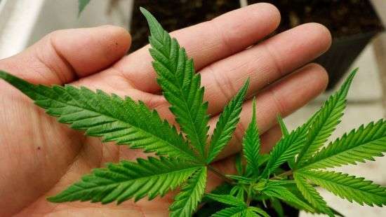 Дания легализовала марихуану в рамках медицинского эксперимента