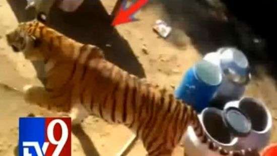 Тигр-людоед ворвался на свадьбу в Индии