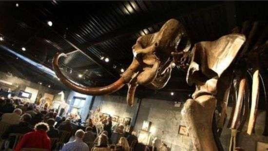 На аукционе за полмиллиона евро продали останки мамонта