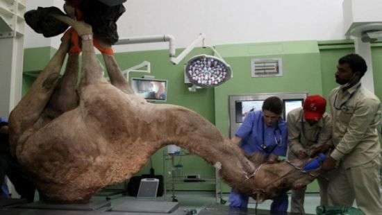 В ОАЭ открыли первую в миру больницу для верблюдов (ВИДЕО)