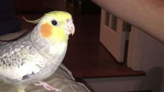 Попугай поразил Сеть умением исполнять мелодию iPhone (ВИДЕО)