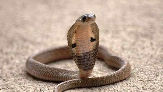 Укушенный коброй подросток умер, ожидая советов в соцсети