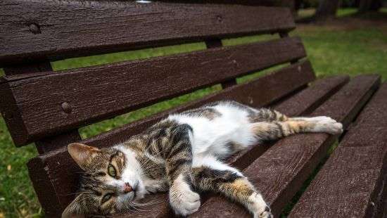 В Турции строят кошачью деревню для бездомных животных