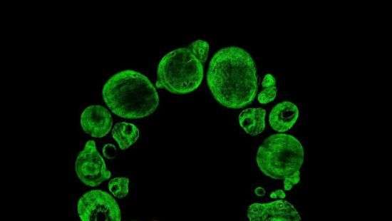 В Великобритании сделали елку и рождественский венок из стволовых клеток (ФОТО)