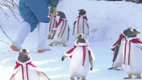 В Китае пингвинов нарядили Санта-Клаусами (ВИДЕО)