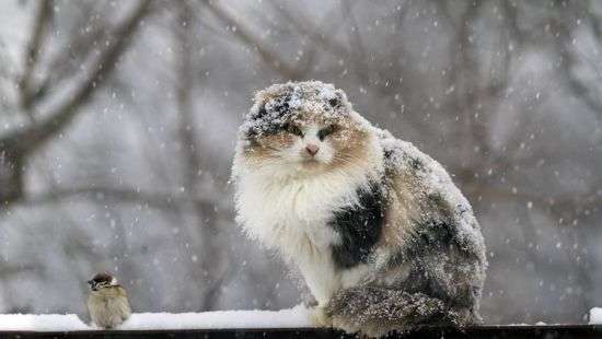 Какая будет погода на этой неделе, рассказали синоптики