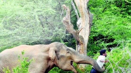 В Таиланд разъярённый китайскими туристами слон убил гида