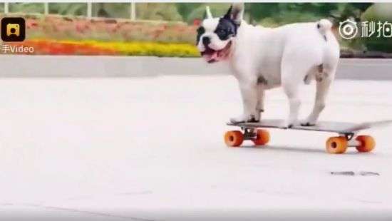 Бульдог на скейте покорил пользователей соцсетей (ВИДЕО)