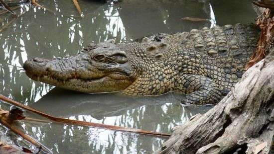 В США аллигатор запрыгнул в лодку к туристам - ВИДЕО