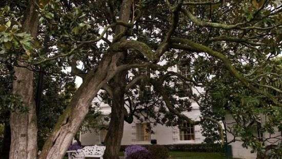 В США спилят магнолию, которую запечатлели на 20-долларовых купюрах