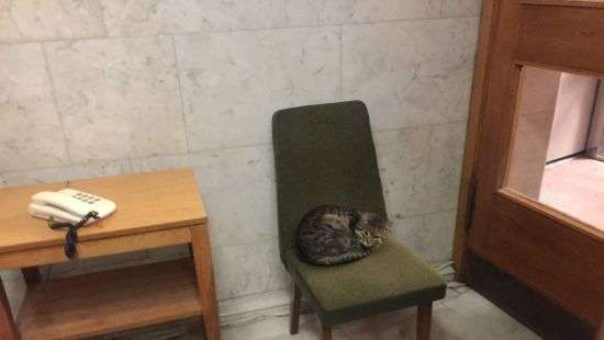 МИД Украины «устроил» на работу бездомного кота